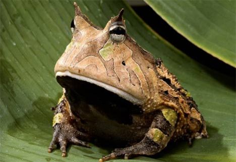 amazon-horned-frog1
